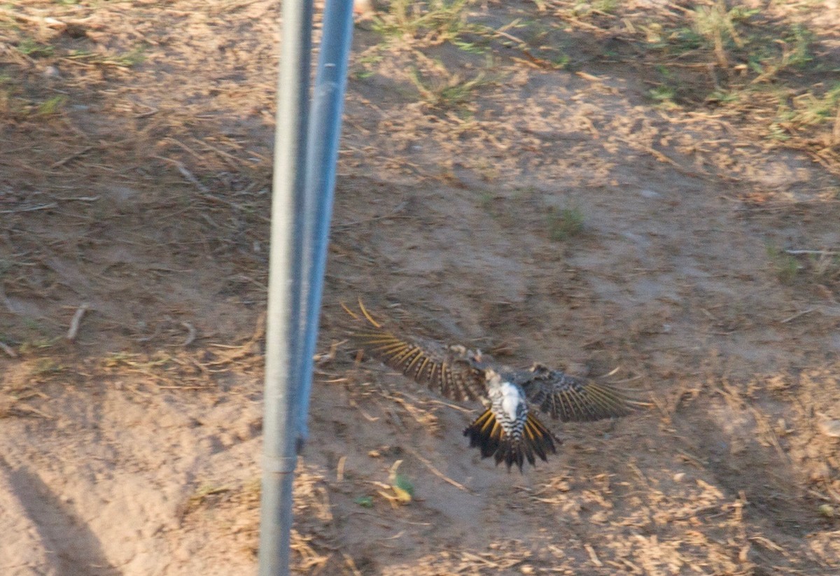 Gilded Flicker - ML45301031