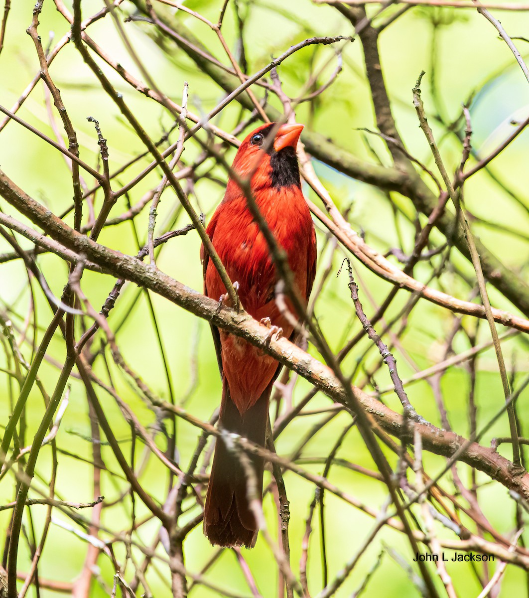 Cardinal rouge - ML453011601