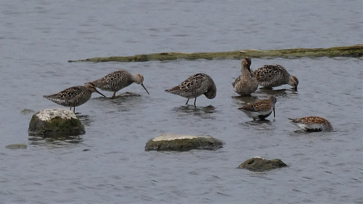 Stilt Sandpiper - ML453012191