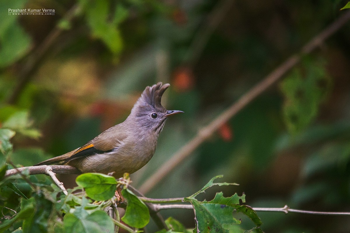 Stripe-throated Yuhina - ML45301271