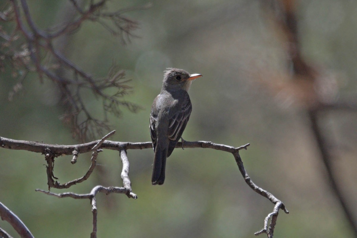 Greater Pewee - ML453012991