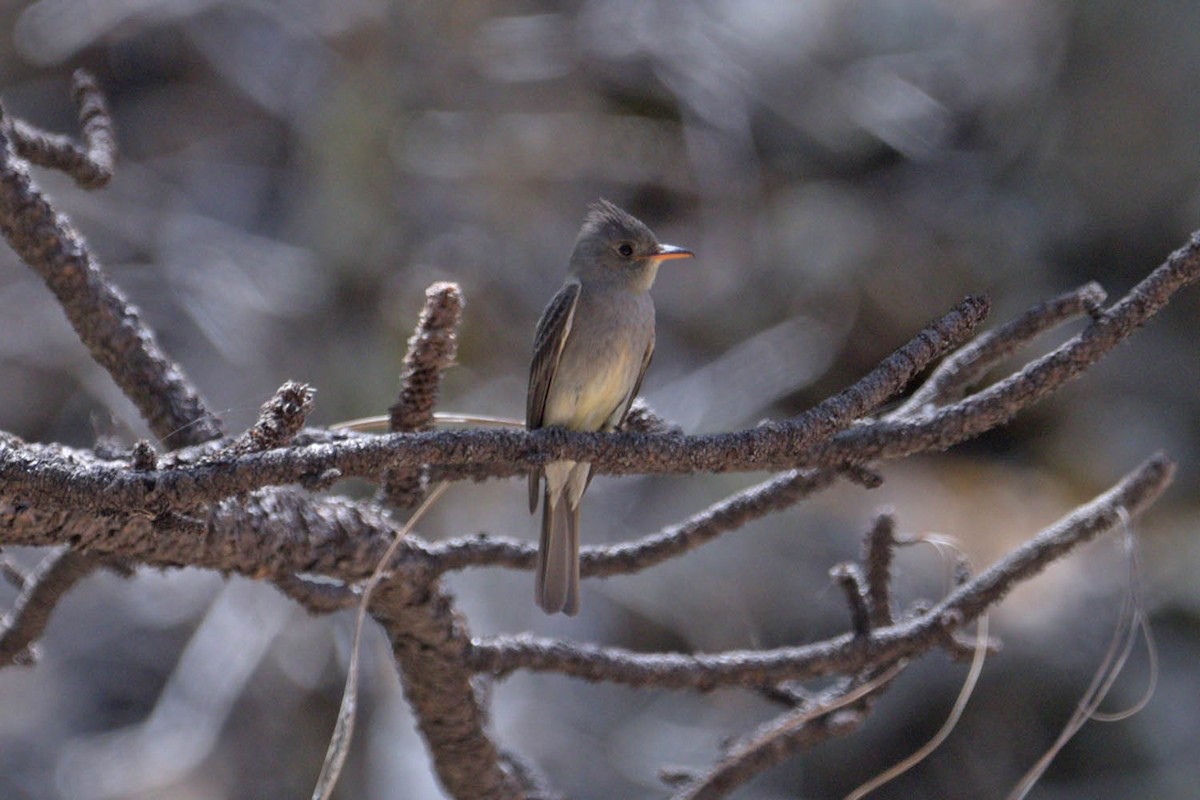 Greater Pewee - ML453013021