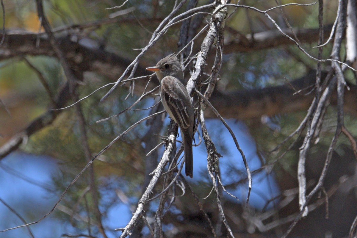 Greater Pewee - ML453013031