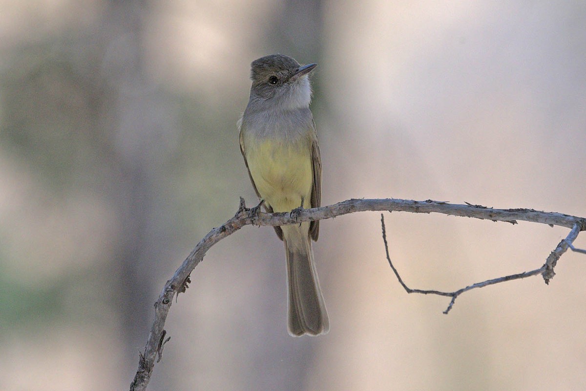 Dusky-capped Flycatcher - ML453013151