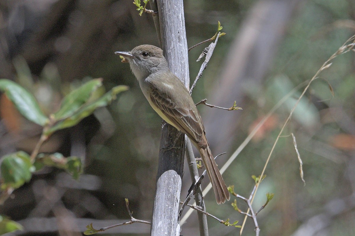 Dusky-capped Flycatcher - ML453013171