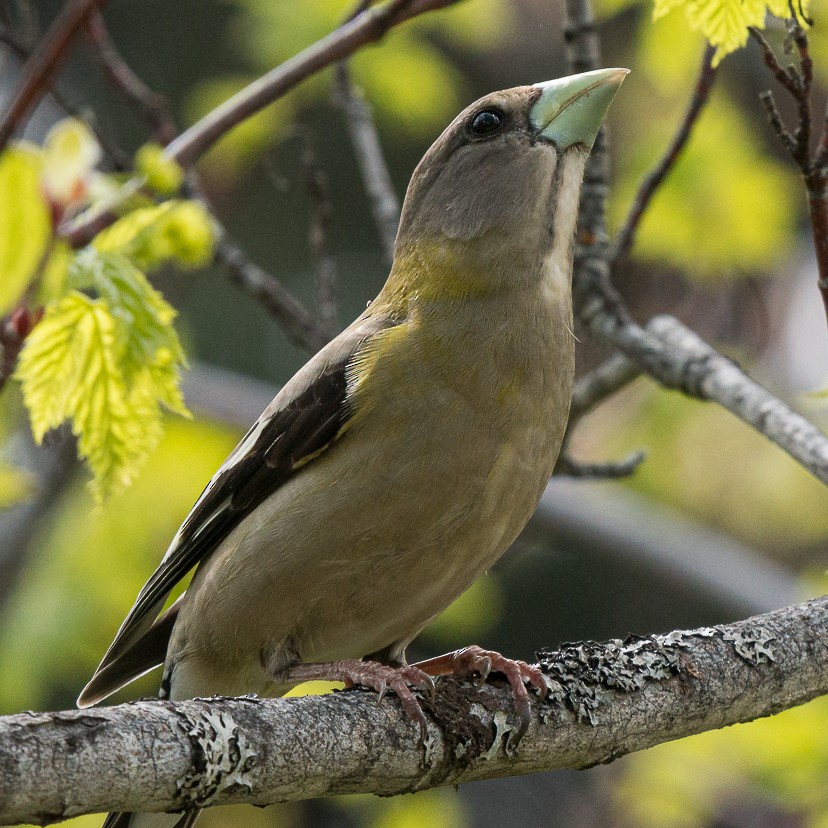 dlask žlutočelý - ML453013271
