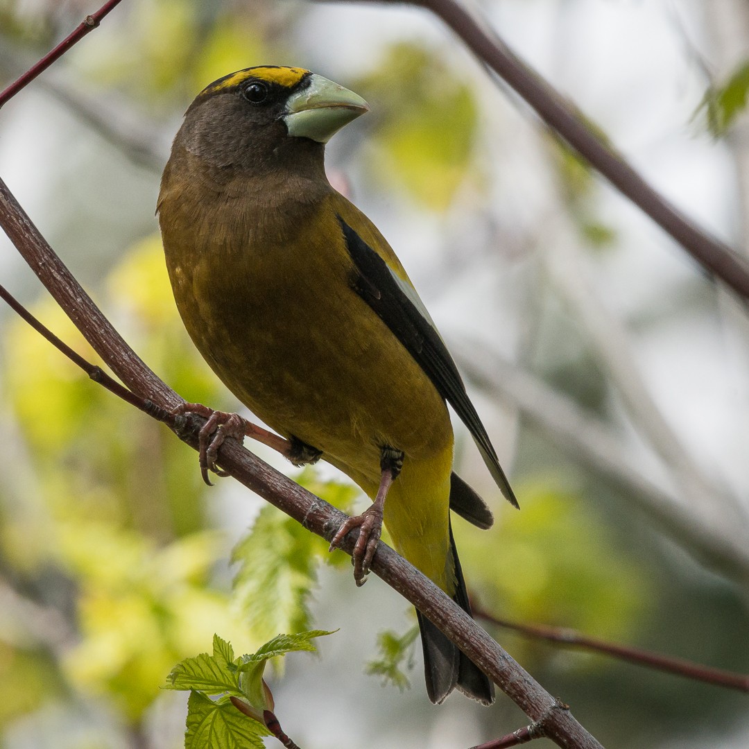 Evening Grosbeak - ML453013281