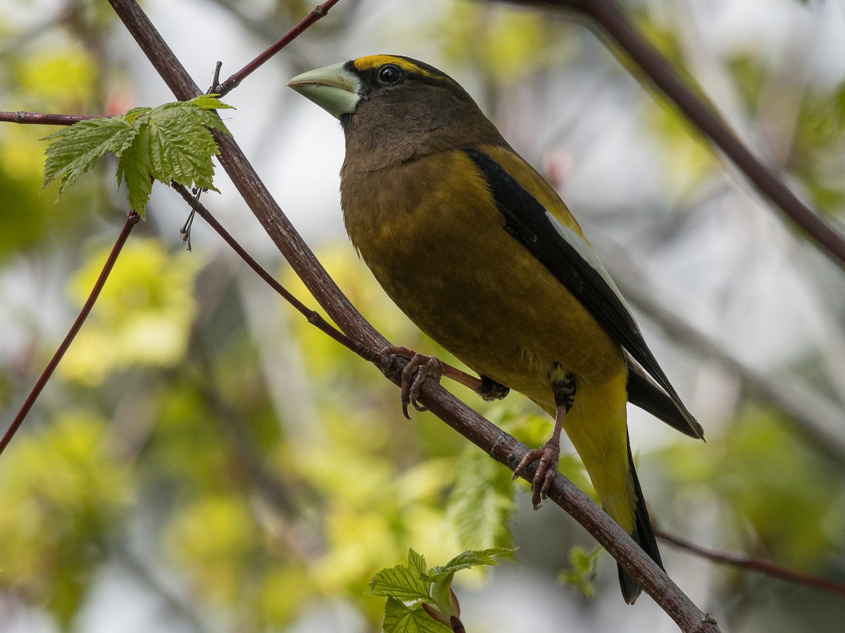 Evening Grosbeak - ML453013301