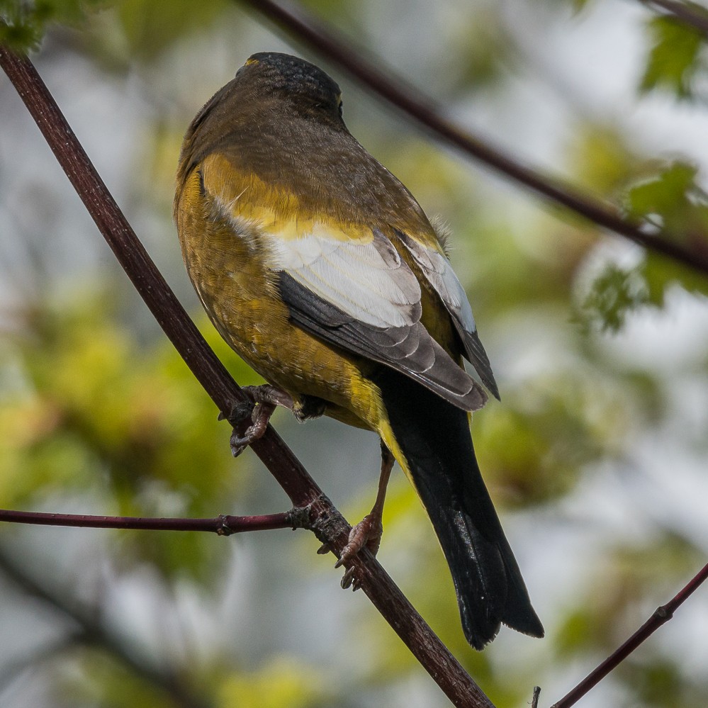 dlask žlutočelý - ML453013311