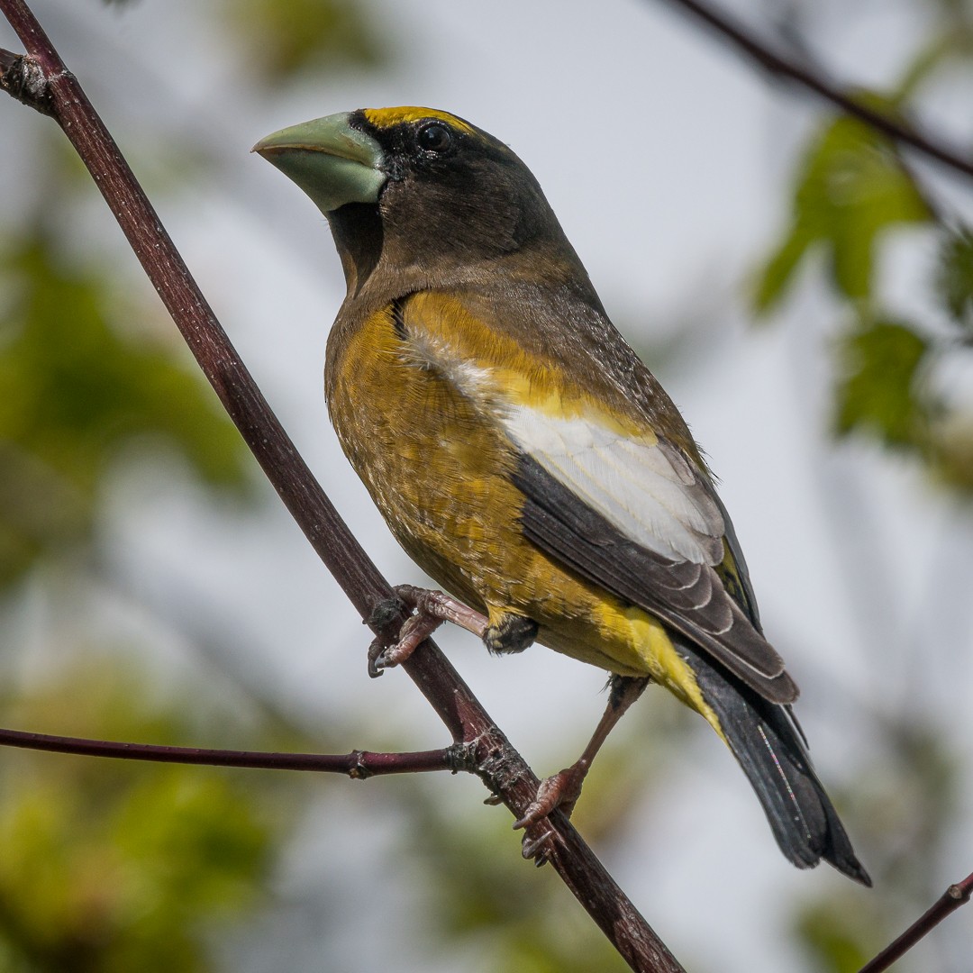 Evening Grosbeak - Liz Osborn