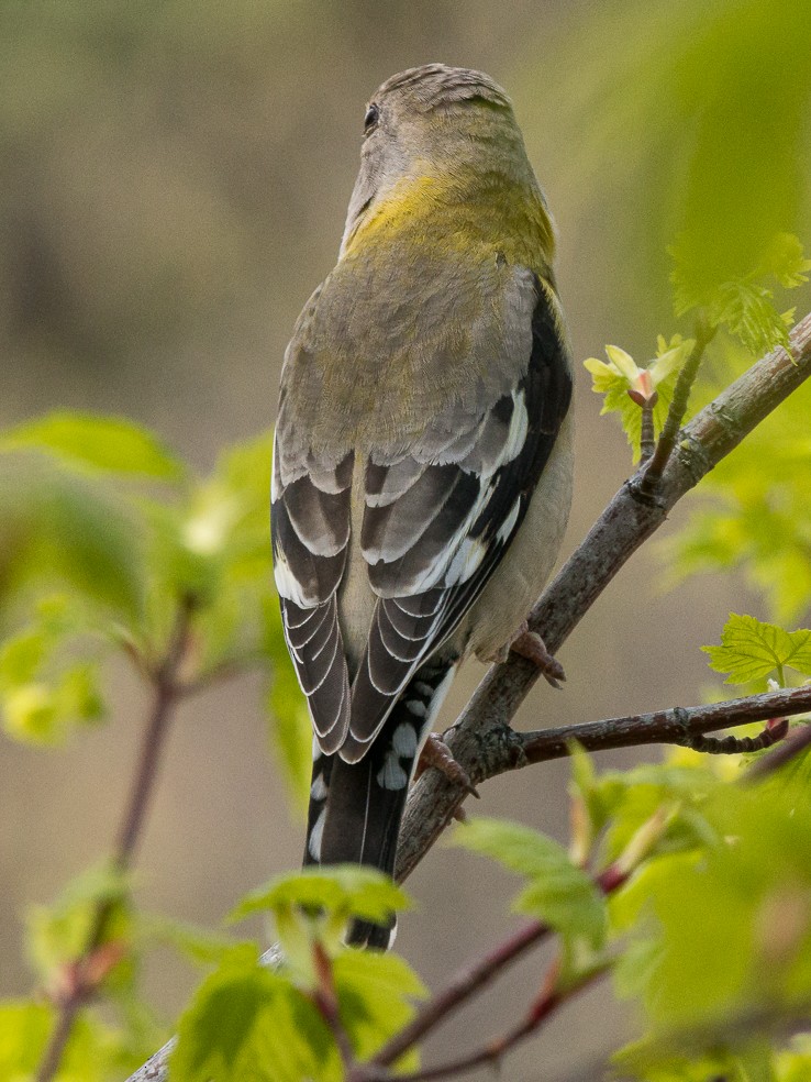 Evening Grosbeak - ML453013341