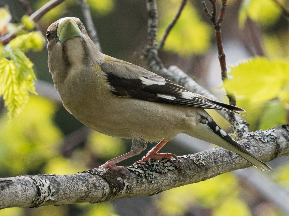 Evening Grosbeak - ML453013351