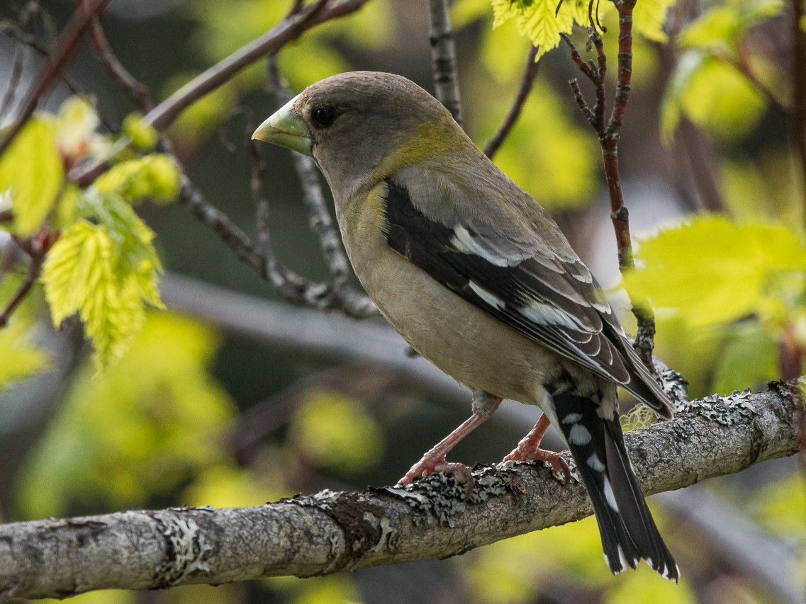 dlask žlutočelý - ML453013361