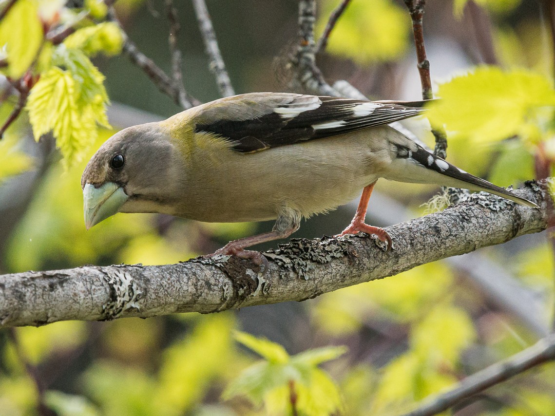 Evening Grosbeak - ML453013371