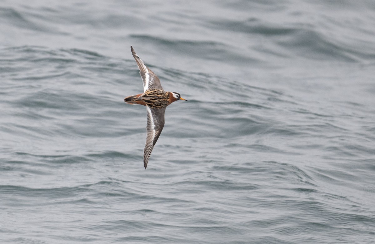 Phalarope à bec large - ML453014241