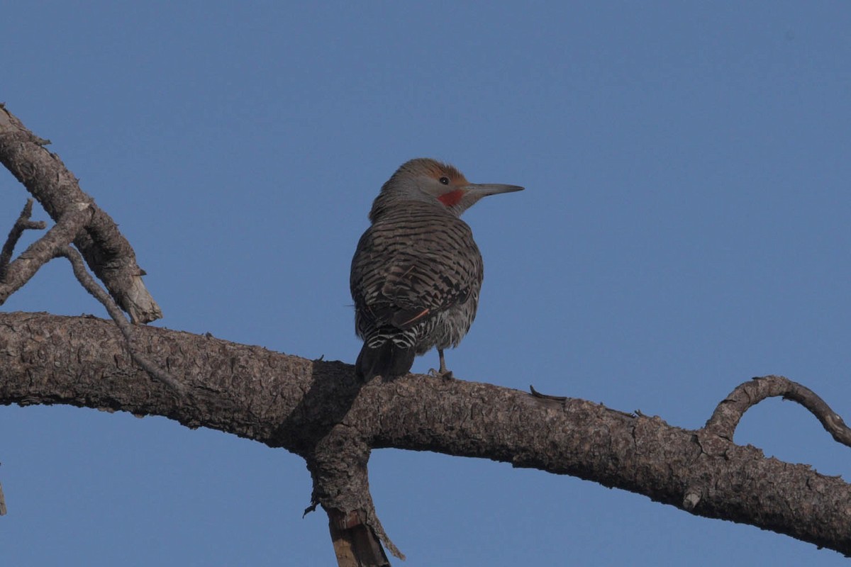 Northern Flicker (Red-shafted) - ML453014601