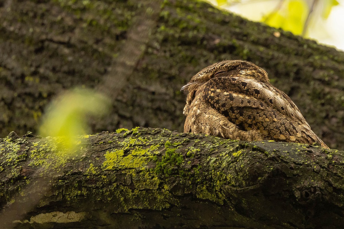 Chuck-will's-widow - ML453017741