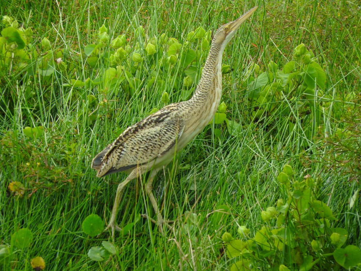 Pinnated Bittern - Osvaldo Balderas San Miguel