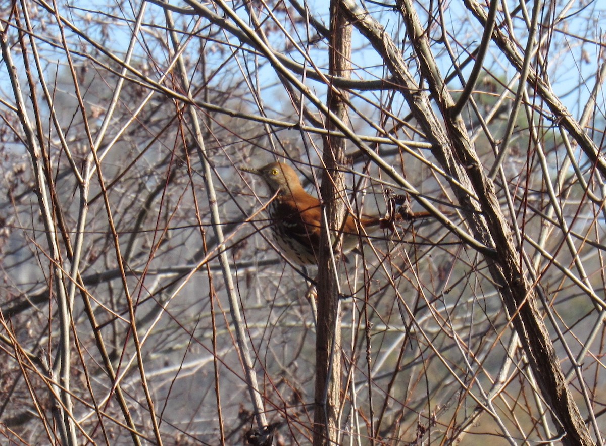 Brown Thrasher - ML45302071