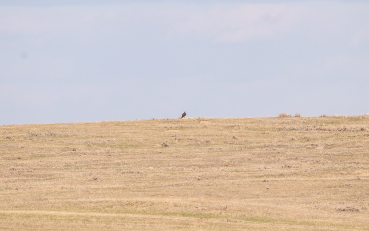 Águila Real - ML453021661