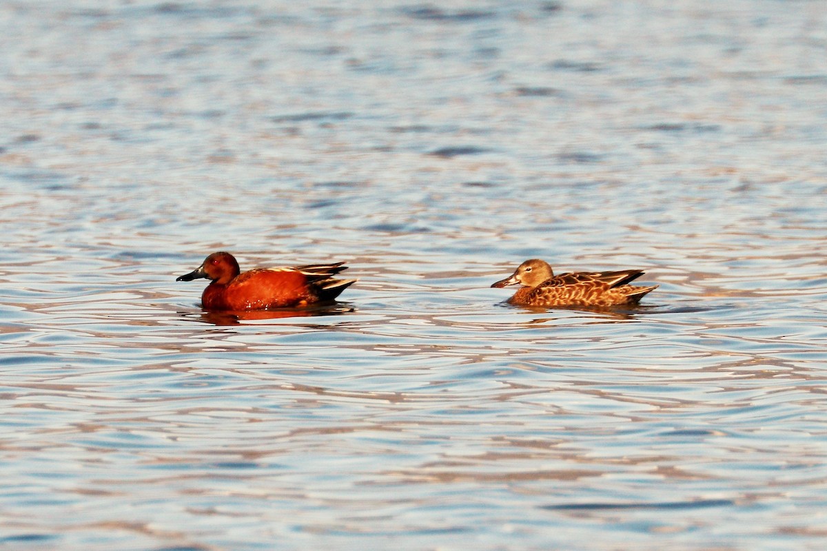 Cinnamon Teal - ML453022001