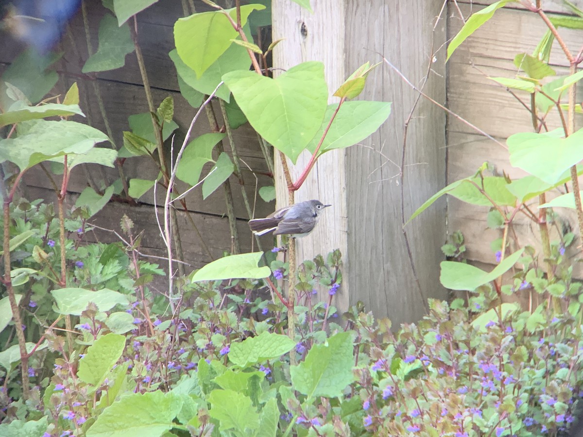 Blue-gray Gnatcatcher - ML453022171