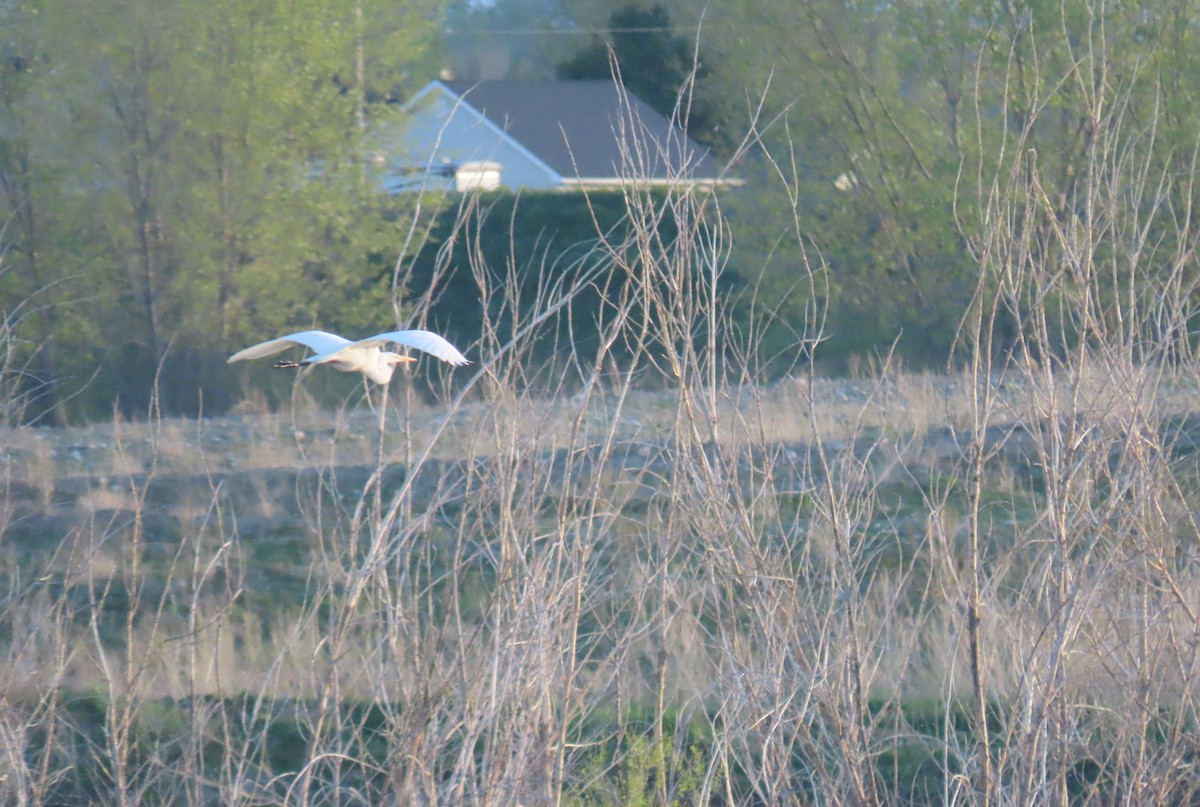 Great Egret - ML453023301