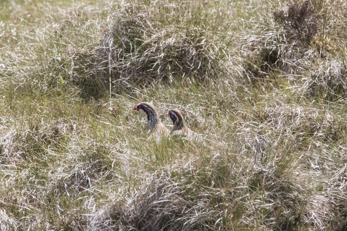 Red-legged Partridge - Nazes Afroz