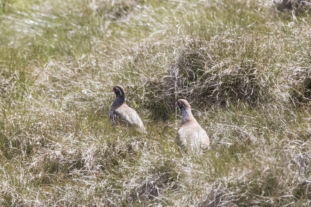 Red-legged Partridge - ML453024841