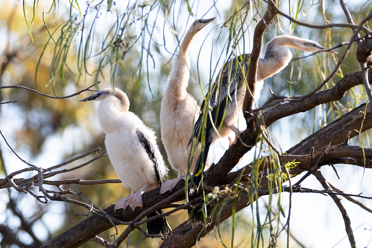 Australasian Darter - ML453024871