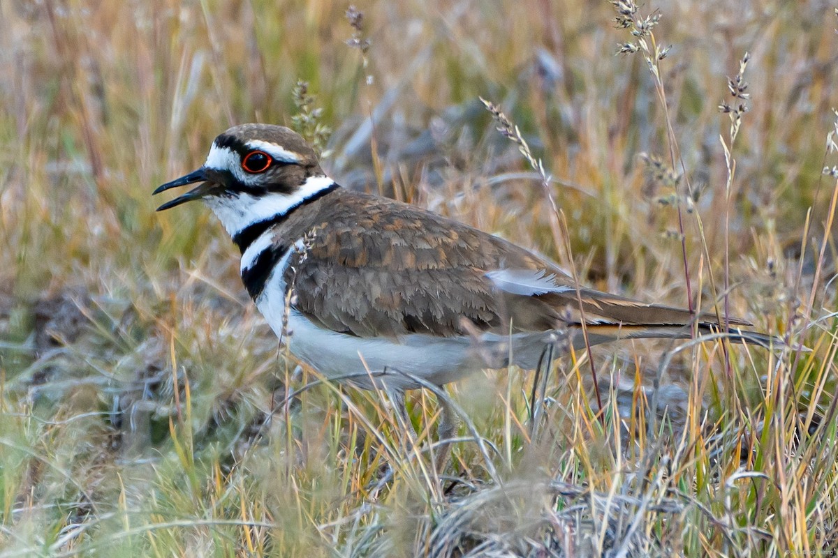 Killdeer - ML453027921