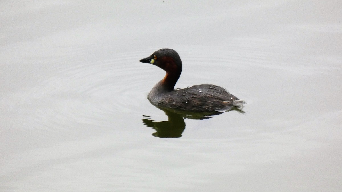 Little Grebe - ML453030371