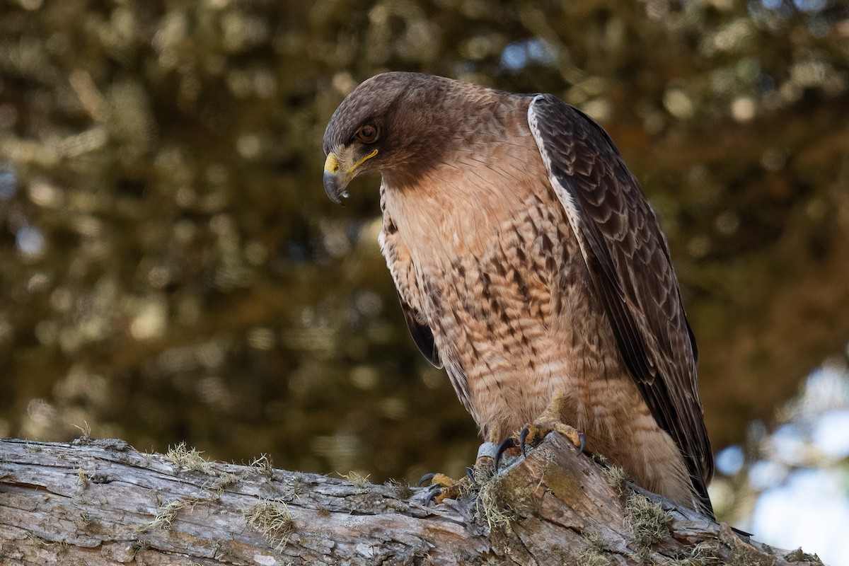 Red-tailed Hawk - ML453030411