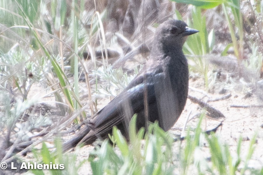 Brewer's Blackbird - ML453030591