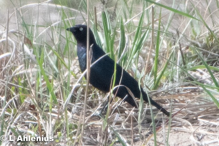 Brewer's Blackbird - ML453030641