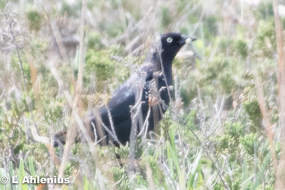 Brewer's Blackbird - ML453030681