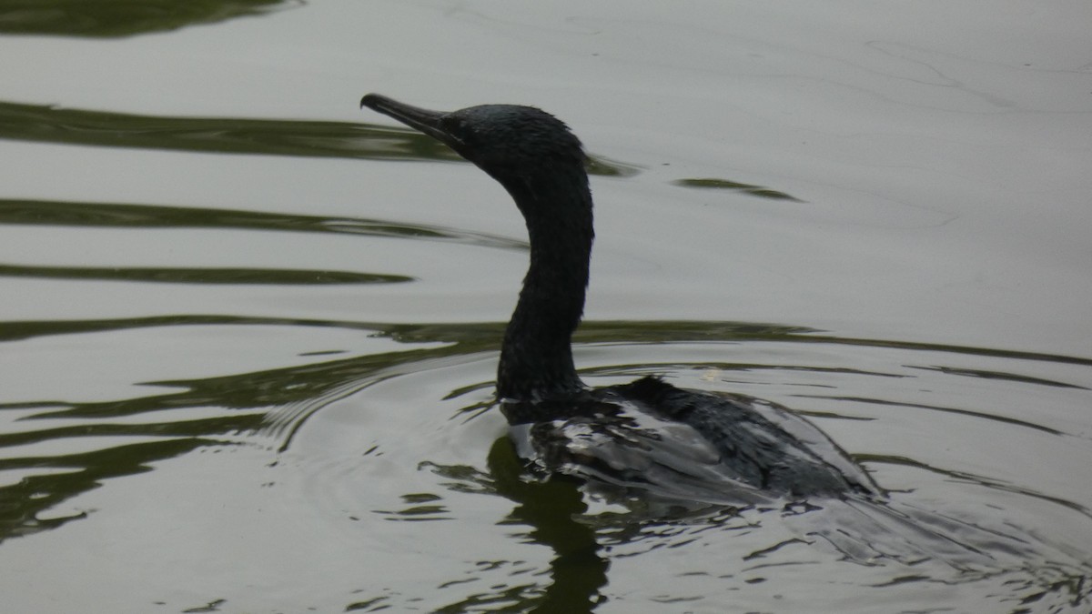 Indian Cormorant - Vidhya Sundar