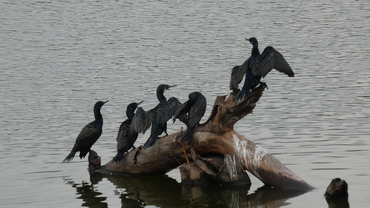 Indian Cormorant - Vidhya Sundar
