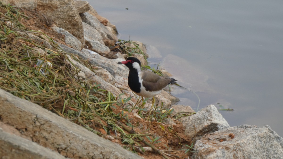 Red-wattled Lapwing - ML453031601