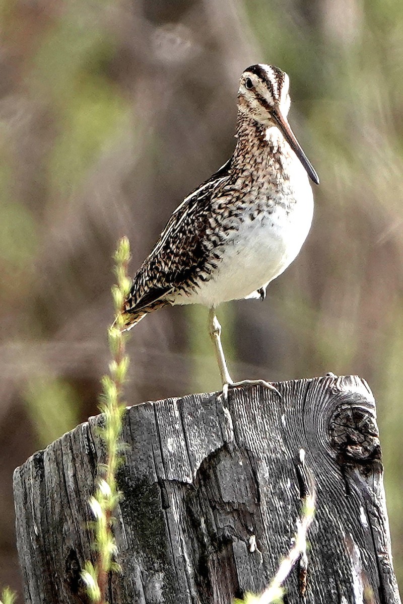 Wilson's Snipe - ML453031621