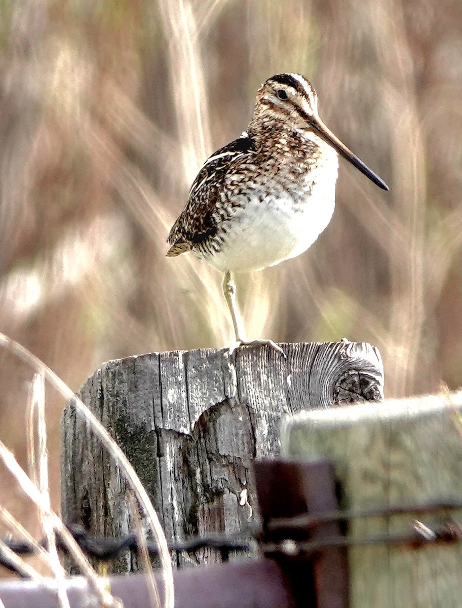 Wilson's Snipe - ML453031631