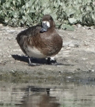 Greater Scaup - ML453033441