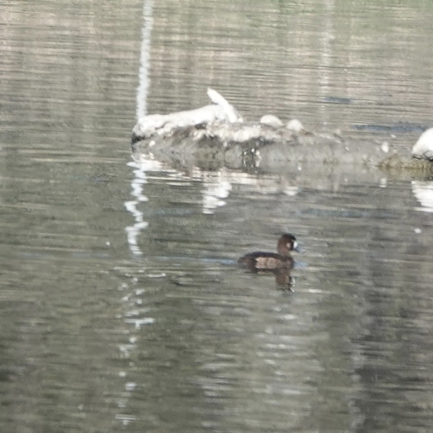 Greater Scaup - ML453033481