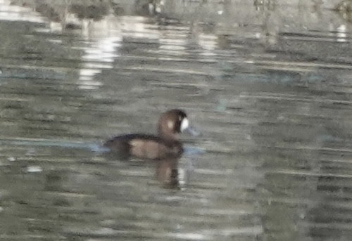 Greater Scaup - ML453033501