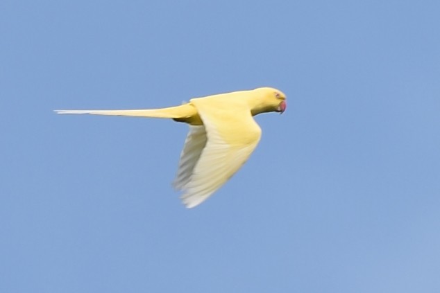 Rose-ringed Parakeet - ML45303491