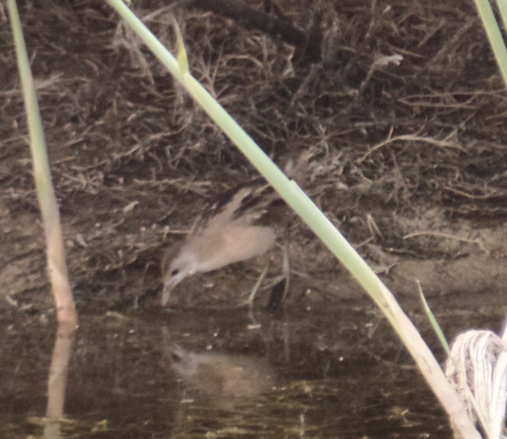 Little Crake - ahmad mohammadi ravesh