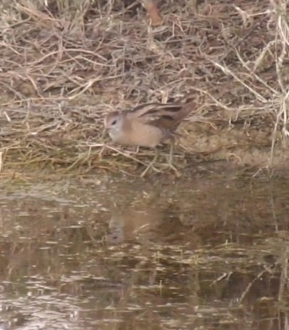 Little Crake - ML453037721