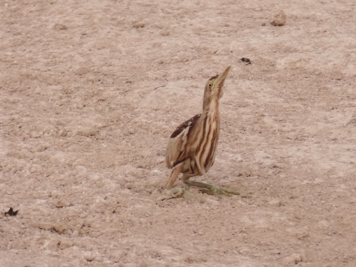 Little Bittern - ML453037911