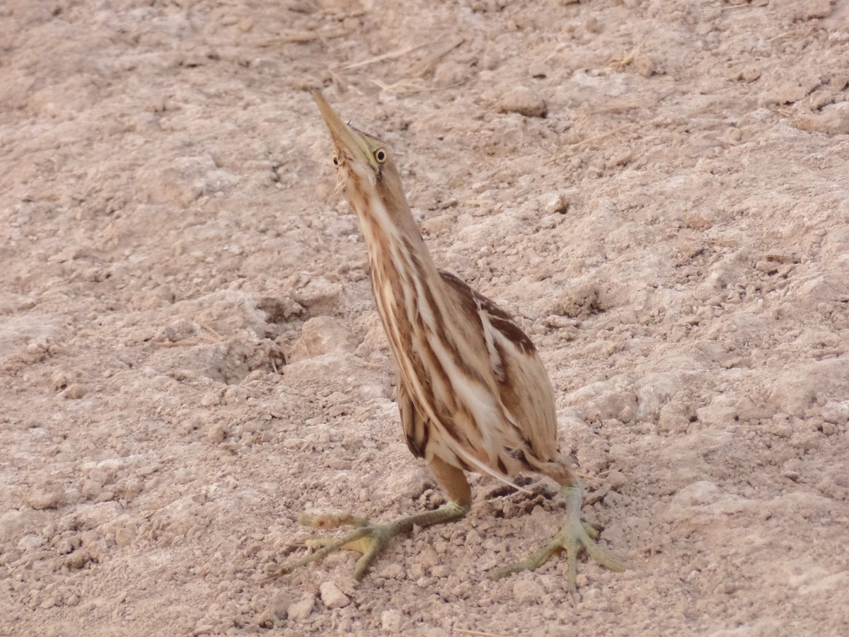 Little Bittern - ML453037931