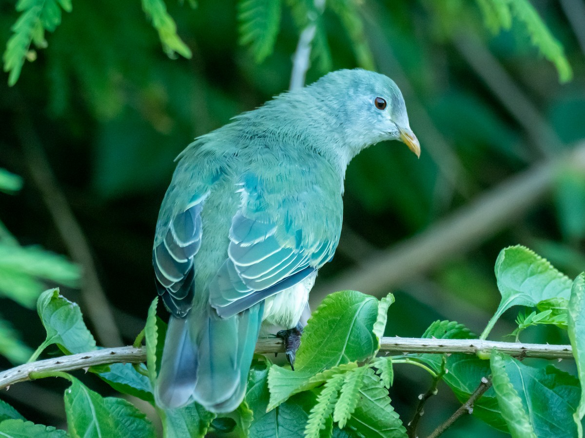 Makatea Fruit-Dove - ML453038051